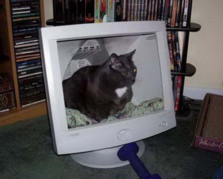 телевизор - жилище для кота